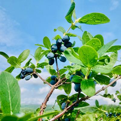 ふるさと納税 富良野市 冷凍ハスカップ　1kg |  | 03
