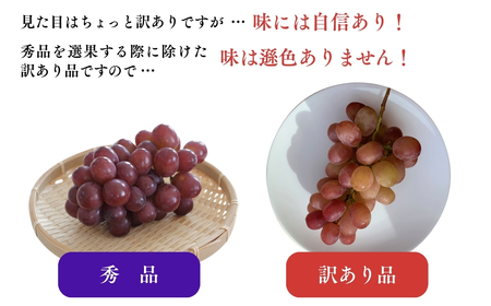 訳あり クイーンルージュ® 約2kg ( 3~5房 )｜ ぶどう ぶどう