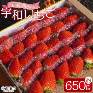 ＜農家厳選 新鮮朝採り 宇和いちご 1箱（約650g）＞イチゴ 苺 果物 フルーツ くだもの ストロベリー かおりの かおり野 直送 かんちゃん農園 愛媛県 西予市【冷蔵】『2025年2月下旬～5月末迄に順次出荷予定』UKN0001