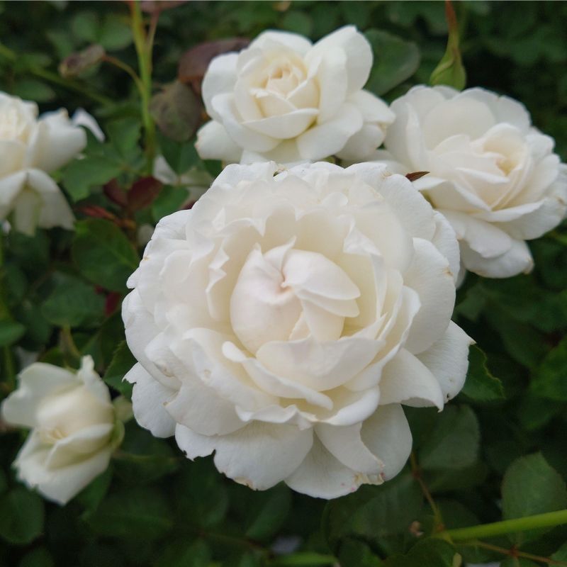 【ふるさと納税】【Apple Roses】バラ苗『モーニング・ベルズ』大苗6号ポット植え[52210937] お花 花苗 植物 四季咲き 中輪の花 強い香り コンパクト 育てやすい 　お届け：2025年12月上旬～2026年6月中旬