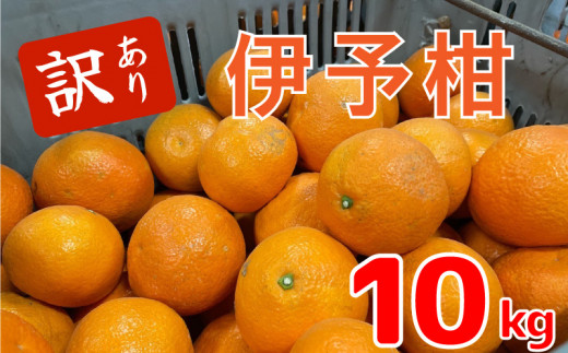 【1月中旬から発送予定】伊予柑10キロ （訳あり） | いよかん みかん 伊予柑 みかん いよかん 伊予柑 訳あり みかん 10kg 柑橘