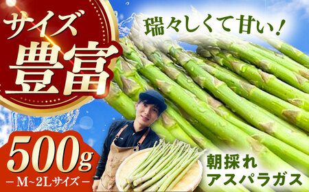 朝採れ アスパラガス 500g 《対馬市》【農家くんのアスパラファーム】 冷蔵 アスパラ とれたて 新鮮 野菜 産地直送[WCT003]