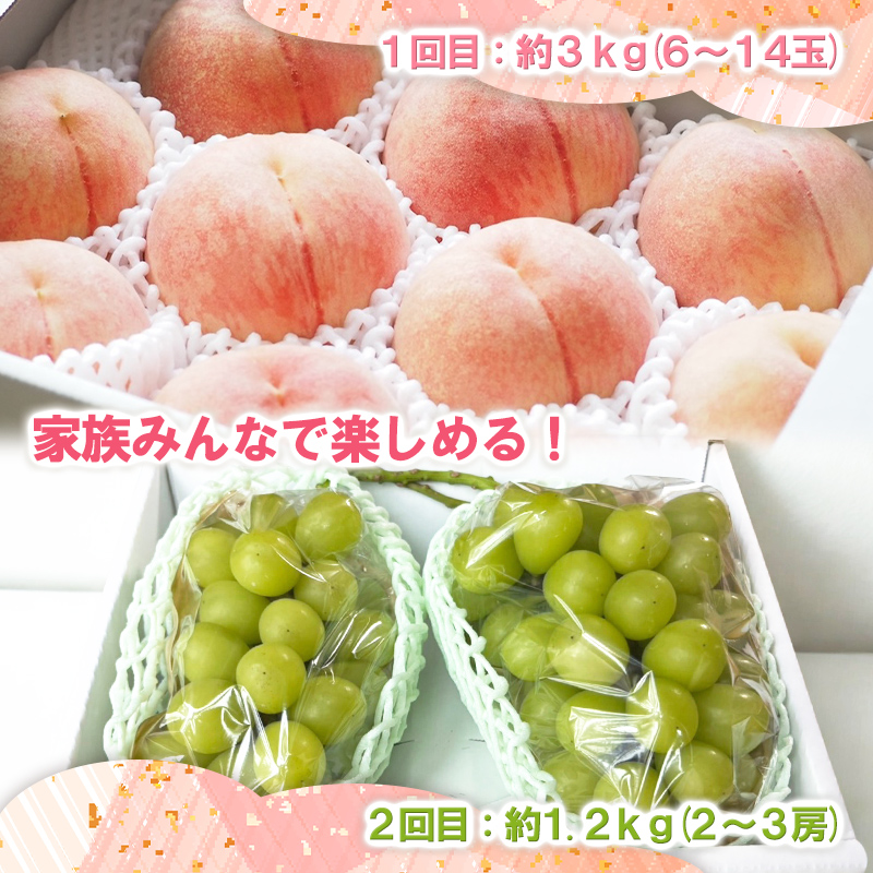 【定期便2回】山形の桃3kgとシャインマスカット1.2kg(2～3房) 産地直送便 通常便【令和8年産先行予約】FS25-074