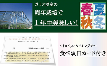 メロン 白 １玉入 12ヶ月連続届け 果物類 フルーツ メロン