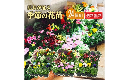 
                  季節の花苗 24セット【花苗 花苗セット 花 季節の花 花セット ガーデニング 家庭菜園 園芸 初夏 夏 花壇 庭 鉢 玄関 プランター 寄せ植え  おうち時間 趣味 ベランダ 土っ子倶楽部  プレゼント ギフト GB001】【202608】
                