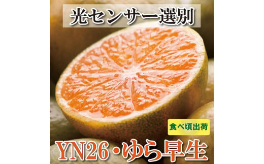 ＜9月より発送＞家庭用 極早生有田みかん5kg+150g（傷み補償分）訳あり YN26 ゆら早生