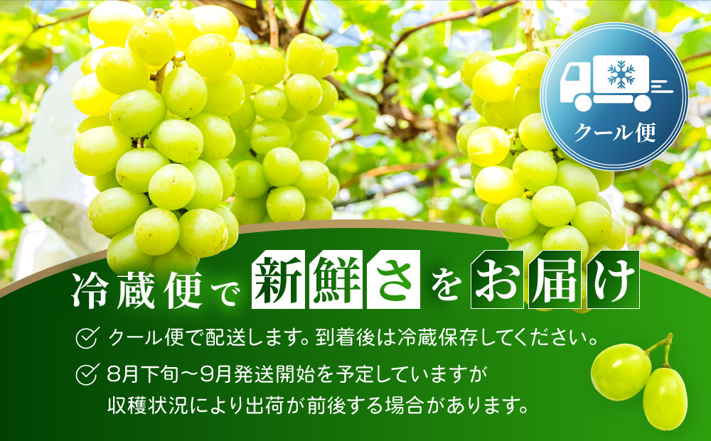 《先行予約 2026年8月下旬～9月発送》【勧修寺観光農園】不揃い訳あり 京都市産 シャインマスカット 2kg｜シャインマスカット 人気［ 観光農園 シャインマスカット ぶどう 不揃い 訳あり フルー
