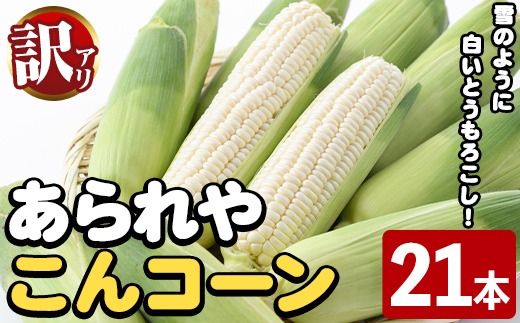 ＜2025年6月中旬以降順次発送予定＞訳あり！白いとうもろこし「あられやこんコーン」(21本) 国産 トウモロコシ 玉蜀黍 ホワイト コーン 野菜 糖度 夏 イネ科 数量限定 期間限定 訳アリ 旬 【うとさんち】a-20-32-z