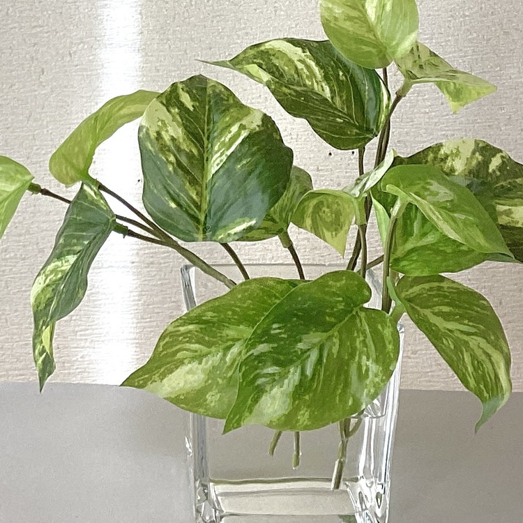 倒してもこぼれないお水 癒しのグリーン「ポトス」光触媒