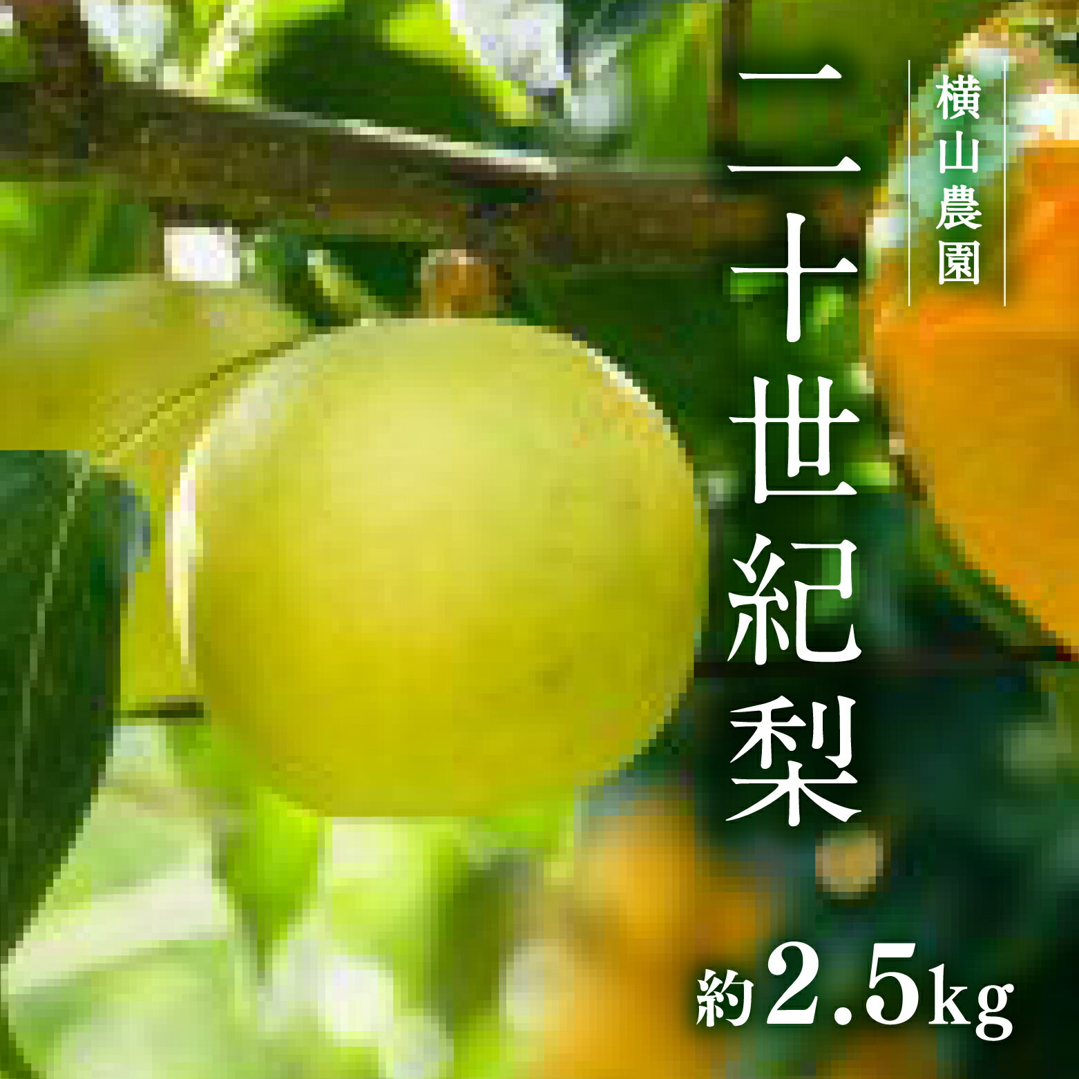 【ふるさと納税】【先行予約】横山農園 二十世紀梨 2.5kg(5～9玉) 梨 なし フルーツ 果物 くだもの 鳥取県 佐治 梨 なし ナシ 鳥取県日野町