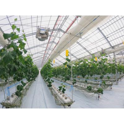 ふるさと納税 須賀川市 福島県須賀川市産【岩瀬キュウリ5kg】産地直送のパリパリ新鮮きゅうり |  | 01