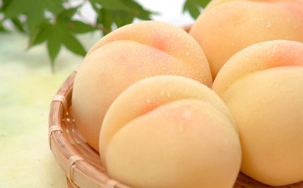 【定期便2回】白桃 4～6玉 約1.1kg（7月発送）・ニューピオーネ 1房 約600g（9月発送）【定期便 白桃 桃 もも モモ ニューピオーネ 葡萄 ぶどう ブドウ 果物 フルーツ 岡山県 倉敷市