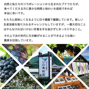 先行予約＜旬のブドウ「ベリーA」約2kg＞ 果物 フルーツ ぶどう 葡萄 甘い おいしい 期間限定 季節限定 食べて応援 特産品 愛媛県 西予市【冷蔵】『2026年8月中旬から9月上旬迄に順次出荷予定