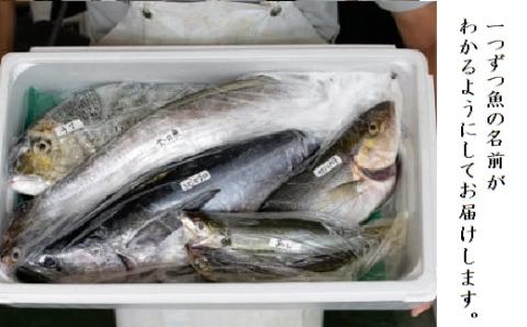 【3回定期便】魚屋さんの選んだ新鮮お魚詰め合わせ（約4人分）