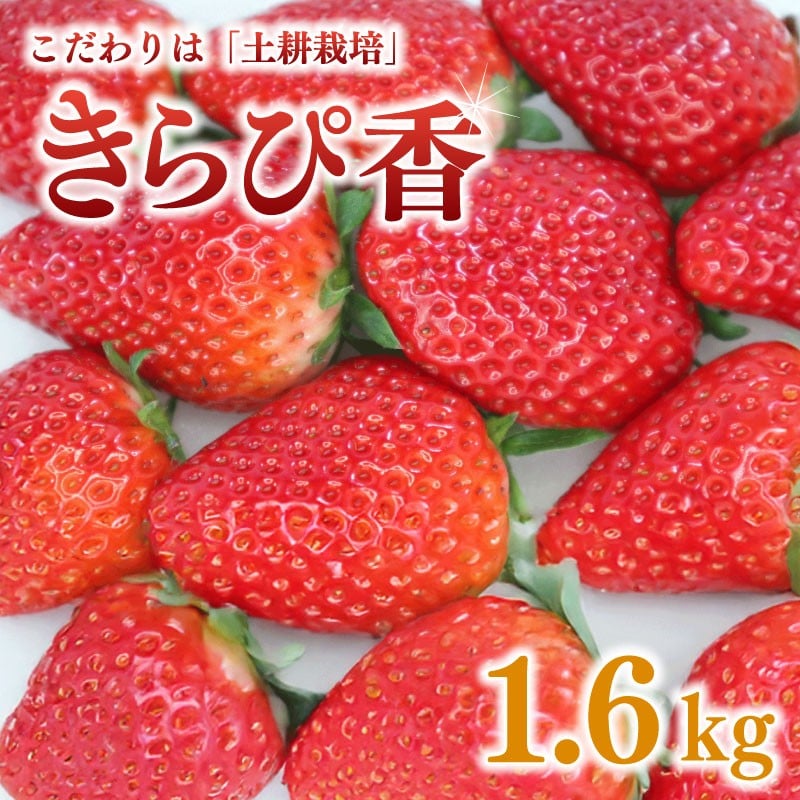 
            【2～3月頃順次発送予定】 きらぴ香 いちご 1.6kg 苺 イチゴ 朝摘み 果物 いちご イチゴ 苺 フルーツ くだもの スイーツ デザート ストロベリー おやつ 完熟 直送 ギフト 家庭用 贈答用 贈答 ギフト 贈り物 甘い ブランド ジャム スムージー アレンジ フルーツサンド フルーツ大福 いちご大福 農家直送 朝採れ 産地直送 国産 おすすめ おいしい タイラファーム 静岡県 牧之原市
          