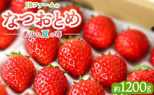 【先行予約】【産地直送】JBファームのなつおとめ（約1200g） ｜ 栃木県宇都宮市 いちご イチゴ 苺 なつおとめ ※2025年6月上旬～2026年1月下旬頃に順次発送予定