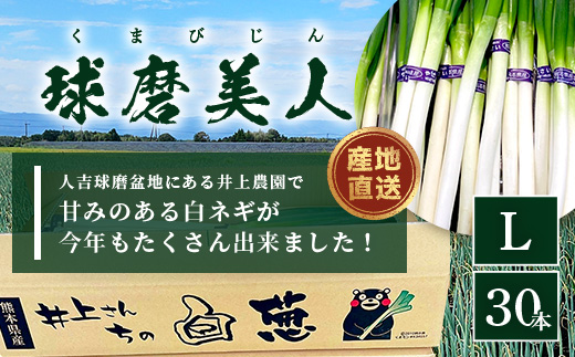 【先行予約】井上農園の白ネギ 「球磨美人」 Ｌサイズ×30本 【2024年11月中旬より順次発送】 白ネギ 白葱 ネギ 長ネギ 長葱 ねぎ 鍋 薬味 冬野菜 国産 114-0502