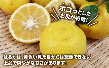 訳あり はるか 5kg 不揃い マル南フルーツ 果物 フルーツ 甘い 柑橘 みかん 蜜柑 数量限定 産地直送 国産 愛媛 宇和島 B012-106003訳あり はるか 5kg 不揃い マル南フルーツ 