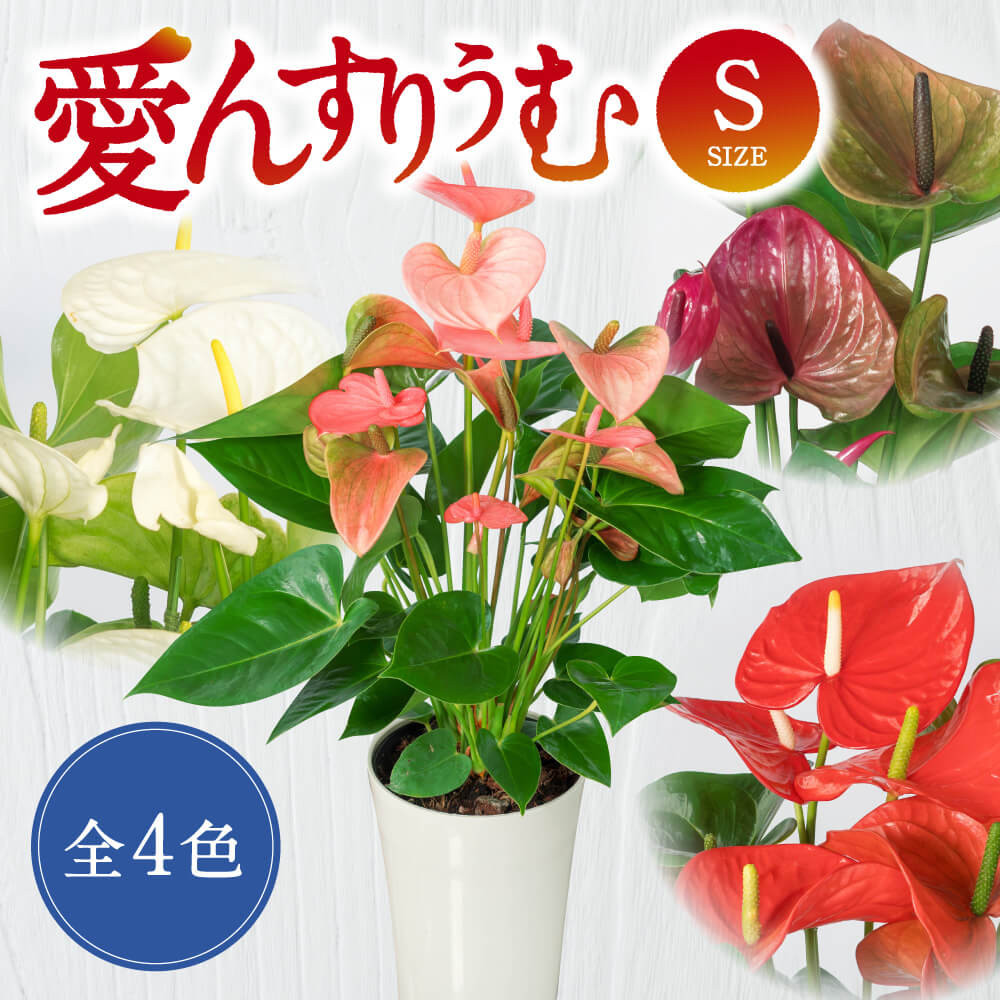 
A-D12 愛んすりうむ（アンスリウム）Ｓ 花 お花 華 インテリア プレゼント 贈り物 観葉植物 観葉植物グリーン 観葉植物緑 観葉植物インテリア 観葉植物雑貨 観葉植物暮らし 観葉植物植物 アンスリウム 観葉植物初心者 観葉植物育てやすい 観葉植物室内 観葉植物屋内 観葉植物ギフト 観葉植物プレゼント 観葉植物贈り物 観葉植物お祝い 湖東フラワー
