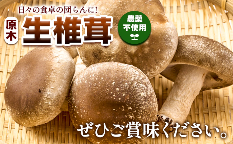 しいたけ 椎茸 生椎茸 1kg 荒木農産《出荷時期をお選びください》熊本 御船 原木椎茸 送料無料_イメージ4