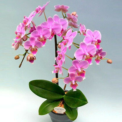 【ふるさと納税】 花鉢 ミディ 胡蝶蘭 2本立て ピンク 鉢植え お花 ガーデニング リンリン 植物 ギフト コチョウラン