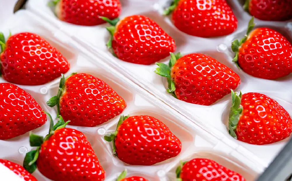 【先行受付 令和8年1月下旬より発送開始】期間限定 特選いちご(いちごさん) 250g×2パック【苺 イチゴ ブランドいちご 朝採れ デザート スイーツ フルーツ 誕生日ケーキ バレンタイン】(H101106)