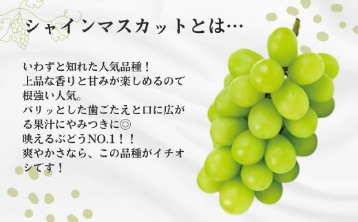 ぶどう3種セット 【家庭用】 （ナガノパープル／シャインマスカット／クイーンルージュR） 約1.5kg ／ 2026年9月初旬～10月頃 配送予定［TK32］//ぶどう 葡萄 3種セット 食べ比べ 長野県 信州 詰め合わせ 家庭用 訳あり 種なし パープル シャイン マスカット ルージュ