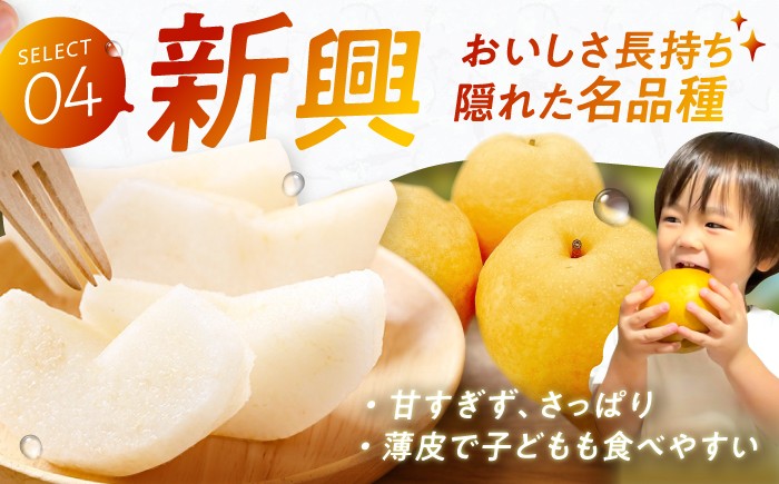 果物 梨 幸水 なし ナシ 果物
