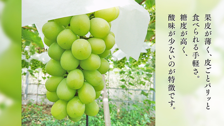 期間限定 ！ 筑西市産 シャインマスカット 2房 ぶどう ブドウ 葡萄 フルーツ 2025年産 [BW064ci] 