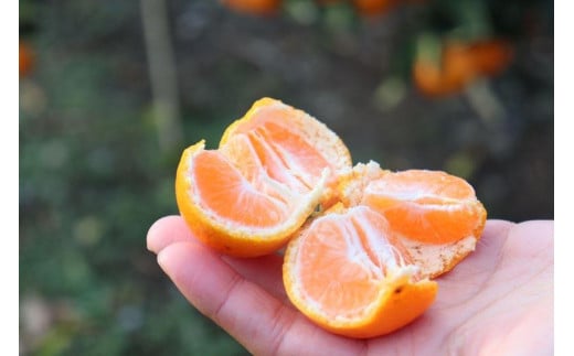 
            きれいな温州みかん 寄贈用にお勧め 箱込み10kg (Sサイズ指定)
          