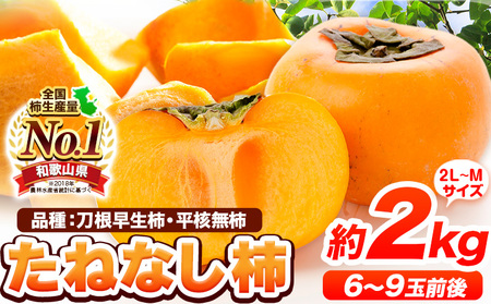 柿 カキ かき たねなし柿(刀根早生柿・平核無柿)約 2kg(6～9玉前後)《2024年9月下旬-10月下旬頃より順次出荷》 和歌山県 紀の川市 種なし柿 産地直送 柿 果物 フルーツ 2L～Mサイズ