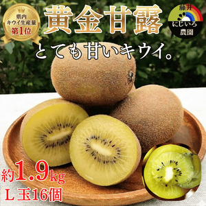 【先行予約】キウイ 黄金甘露 約1.9kg 希少品種 山口県阿武町産【2026年9月中旬～10月中旬発送】