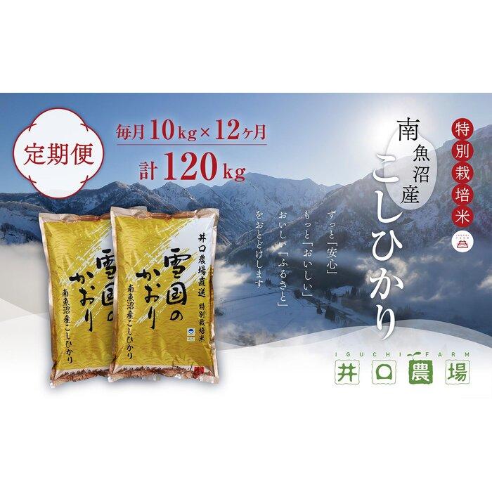 【ふるさと納税】【令和7年産】【定期便】10kg×12ヶ月　南魚沼産コシヒカリ 井口農場 こだわりの 特別栽培米【定期便 銘柄米 ブランド米 精米 こしひかり コシヒカリ 魚沼産 新潟米 新潟県産 産地直送 ご飯 御飯 ごはん お米 米 こめ コメ】