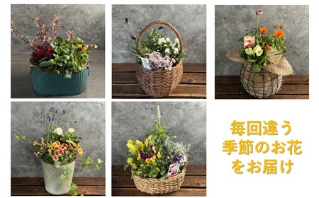 【定期便/3ヶ月】季節の寄せ鉢  岩手県 北上市 G0102  （ パルテール )  花 観賞用 アレンジ プレゼント ギフト 誕生日 お祝い クリスマス 卒業 入学 バレンタインデー ホワイトデー 