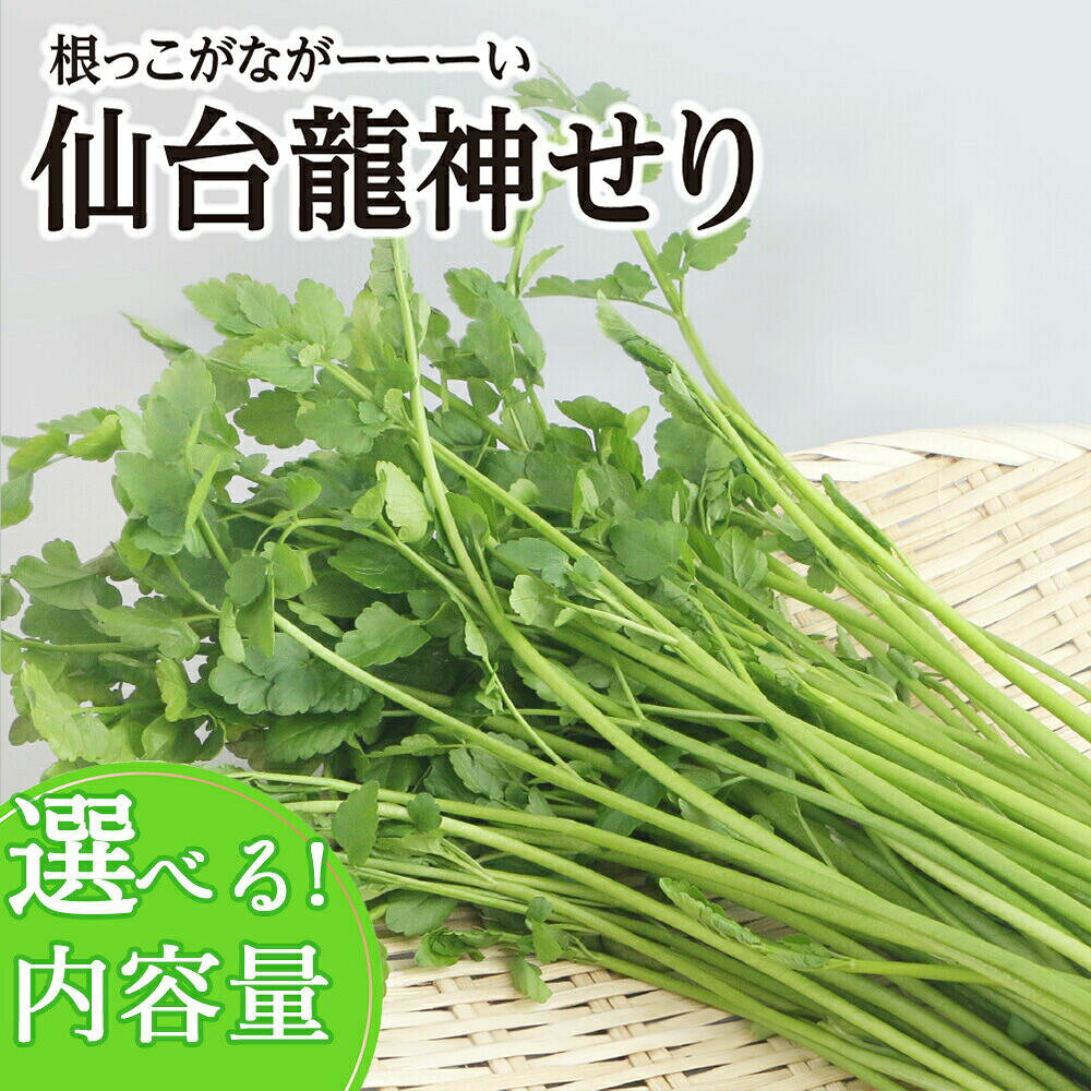 【ふるさと納税】【期間限定】根っこがながーーーい　仙台龍神せり【選べる種類 2〜10人前】 [せり 仙台名物 セリ 野菜 鍋にどうぞ]