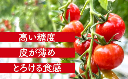 ミニトマト (プチぷよ)800g 野菜 トマト[AEBG007]