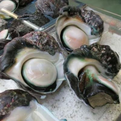 ふるさと納税 伊平屋村 夜光貝 3パック 800g(1パックあたり200g〜300g) |  | 01