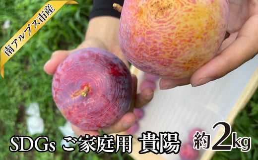 ＜2025年発送分先行予約＞SDGs ご家庭用 貴陽 約2.0kg ALPAJ043