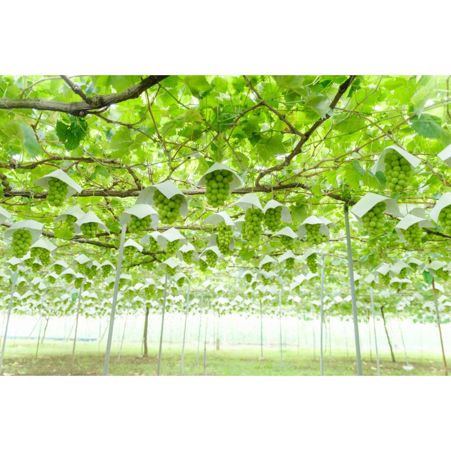 ＜Bonchi＞甲州市産 大粒シャインマスカット2房入り　1.3kg 自然農法
