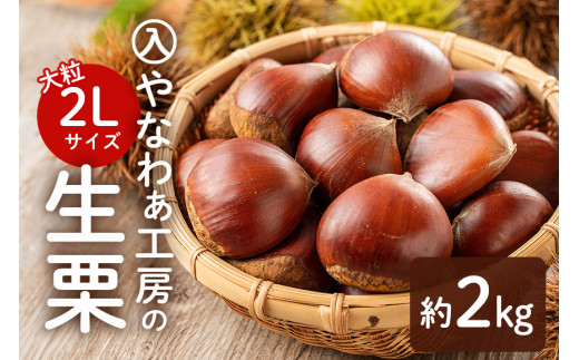 【先行受付】入 やなわぁ工房の生栗 2L 約 2kg 品種おまかせ 栗 生栗 笠間 くり クリ 大きい 大粒 茨城 国産 国産栗 和栗 甘栗 栗ご飯 栗きんとん 栗おこわ 甘露煮 マロン 秋 旬 おやつ スイーツ きんとん 冷蔵 ギフト 茨城県 笠間市