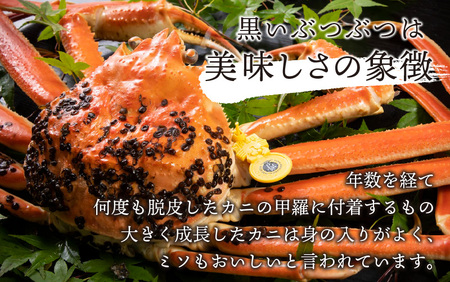 【先行予約】【10月までの受付分のみ対象】越前がに 大 （約800g～1000g） 1杯【2024年11月中旬より順次発送】