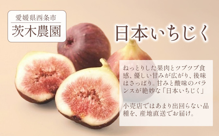 【先行予約】 朝どりそのまま直送 「 日本いちじく 」 2025年7月下旬～10月頃発送　茨木農園 いちじく 日本いちじく 朝採れ 産地直送 愛媛県 西条市 【オンライン決済限定】