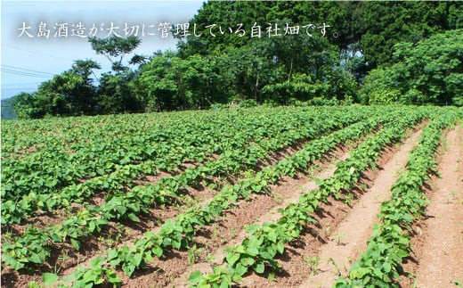 酒 焼酎 芋