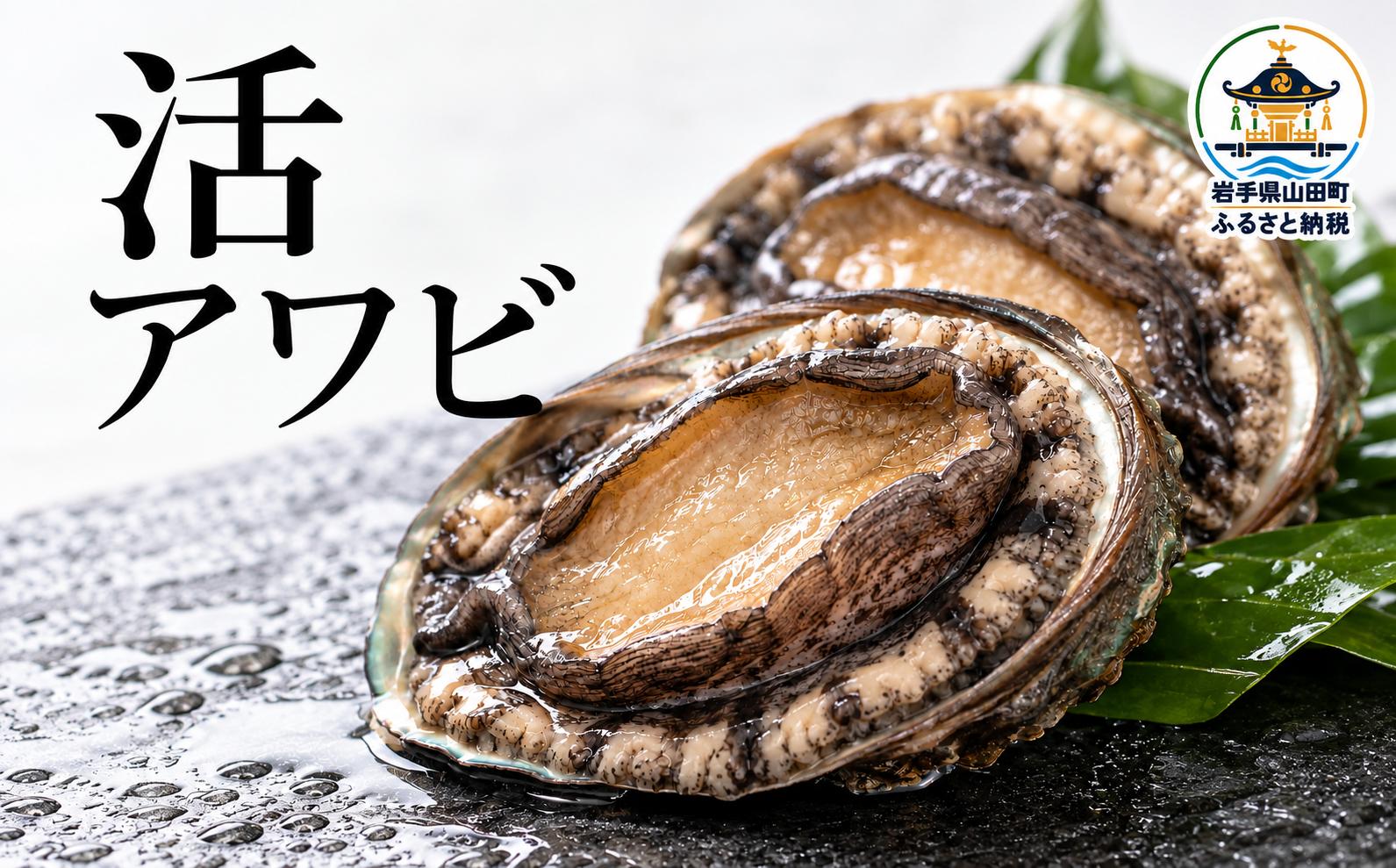
                  【選べる容量】活アワビ 250g～1kg　（10月～12月の期間で順次発送） | KI024-oya
                