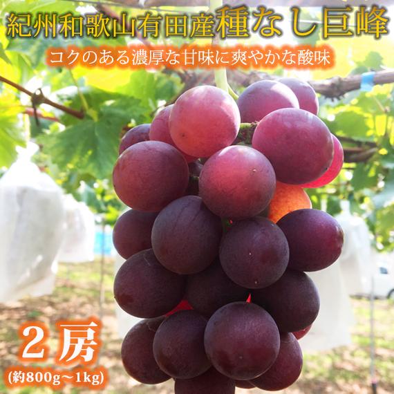 紀州有田産の種なし巨峰ぶどう２房（約800g?1kg）