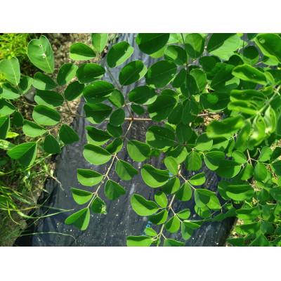 ふるさと納税 牟岐町 MUGI MORINGA POWDER　(奇跡の樹 モリンガ)30g×2袋 |  | 01