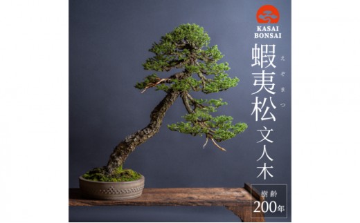 
                  盆栽 翠松園 蝦夷松 文人木 樹齢200年
                