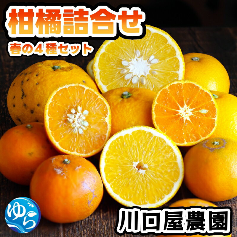 【ふるさと納税】 柑橘 詰め合わせ 4種類 ( セミノール カラマンダリン 甘夏 八朔 ) 7.5kg 訳あり / 和歌山 柑橘 甘い 果物 家庭用 ※2026年4月中旬～4月下旬に発送予定 mikan