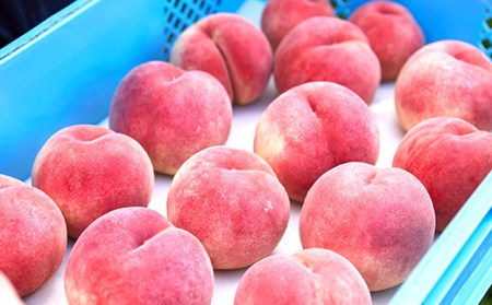 《先行予約 2024年発送》【硬い桃好きの方へ】大人気！おどろきのパリパリ食感！ 山形産もも2kg FSY-0170