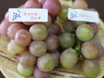 【2025年8月上旬～順次発送】迫田果樹園のぶどう 指宿産ぶどうのおまかせミックスセット約1.5kg(迫田果樹園/A-428) ブドウ 葡萄 果物 フルーツ 果実 果樹園 食べ比べ 食べくらべ 詰合せ